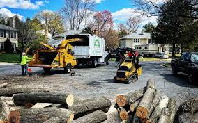 How Our Tree Care Process Works  in  Springville, VA