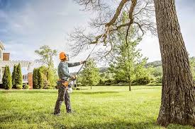 Best Fruit Tree Pruning  in Springville, VA