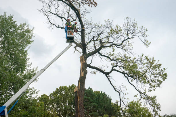 Best Leaf Removal  in Springville, VA