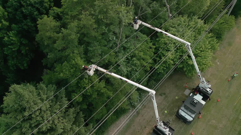 Best Palm Tree Trimming  in Springville, VA