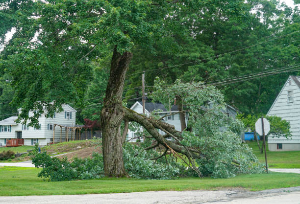 Best Tree Preservation Services  in Springville, VA