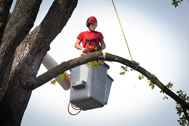  Springville, VA Tree Care Services Pros