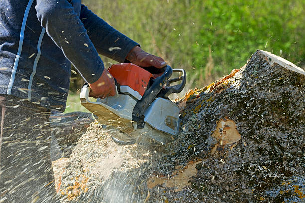 Best Hazardous Tree Removal  in Springville, VA