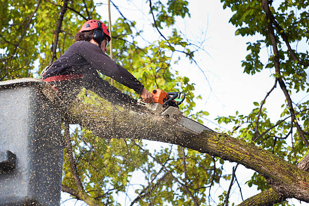 Best Storm Damage Tree Cleanup  in Springville, VA