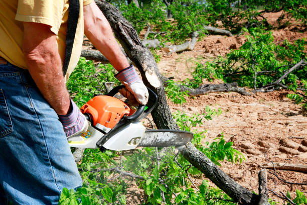 Best Tree Maintenance Programs  in Springville, VA